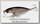Воблер Lucky Craft Bevy minnow 45 SP 270 MS american shad