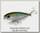 Воблер Lucky Craft Bevy prop 0003 wakasagi 370