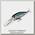 Воблер Lucky Craft Bevy shad 60 DD 254 MS MJ herring