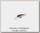 Воблер Lucky Craft Bevy shad 75 SP 809 brownie