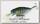 Воблер Lucky Craft Bevy shad MK II 50 SP 178 lake biwa blue gill