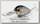 Воблер Lucky Craft Clutch DR 270 MS american shad