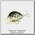 Воблер Lucky Craft Clutch SR 0218 902 white bass
