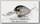 Воблер Lucky Craft Clutch XD 270 MS american shad