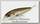 Воблер Lucky Craft Flash minnow TR 65SP 809 brownie