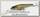 Воблер Lucky Craft Pointer 100 SR 052 aurora black