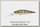 Воблер Lucky Craft Pointer 65 XD 884 aurora gold northern perch