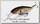 Воблер Lucky Craft Pointer 78 DD 809 brownie