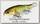 Воблер Lucky Craft Real bait F 0483 aluminium ghost ayu 445