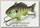 Воблер Lucky Craft Real vib 60 0369 aluminium chart gill 393