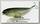 Воблер Lucky Craft Sammy 115 246 ghost sun fish