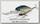 Воблер Lucky Craft SKT Mag DR 120 270 MS american shad