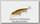 Воблер Lucky Craft Slender pointer 127 MR 800 walleye