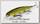 Воблер Lucky Craft Slender pointer 97 MR 0028 golden green 520