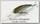 Воблер Lucky Craft Staysee 60SP 284 misty shad