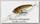Воблер Lucky Craft Staysee 60SP 809 brownie