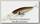 Воблер Lucky Craft Staysee 80 SP 809 brownie