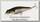 Воблер Major Craft Zoner minnow ZM70 SP цв.01