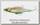 Воблер Megabass Antrax PM Oikawa M