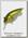 Воблер Megabass Baby griffon GG bass