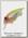 Воблер Megabass Baby griffon NC hachro