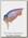 Воблер Megabass Baby griffon zero frozen tequila