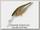 Воблер Megabass Deep-X 100 M stardust shad OB