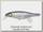 Воблер Megabass Vision 100 miyabi GG ayu