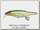 Воблер Megabass Vision 100 miyabi hakusei glitter hinmoroko