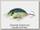 Воблер O.S.P. Buzzn` сrank H03