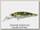 Воблер Owner Cultiva mira shad MS-50SP-11