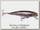 Воблер Owner Ripn minnow RM-65 5260-32