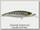 Воблер Owner Savoy shad SS-80S 5279-22
