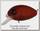 Воблер Pontoon21 Baby red rag 32F-SR 32мм 4.8гр 0,2-0,4м R42