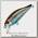 Воблер Pontoon21 Cheer ful 40SP-SR 40мм 2,6гр 0,3-0,5м №054