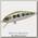 Воблер Pontoon21 Crack jack 38F-SR-R30