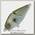 Воблер Pontoon21 LL BullyBoo 60-SS-238 60мм 9,7гр 0,5-1,0м
