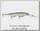 Воблер Rapala Down deep husky jerk DHJ12-HSD