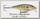 Воблер Rapala SCRS05/BG