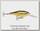Воблер Rapala Shad rap SR07 GALB