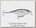 Воблер Rapala Shallow shad rap SSR07 ALB