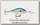 Воблер Rapala Storm AWC06 612