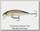 Воблер Rapala X-Rap Countdown XRCD05 AYU