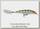 Воблер Rapala X-Rap XR08 YP