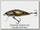 Воблер Salmo Bullhead BD6SDR-BD