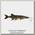 Воблер Savage Gear 4D Line thru pike 25см 105гр SS 01 striped pike
