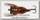 Воблер Savage Gear Cicada 3,3см 3,5гр F brown