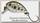 Воблер Tsuribito Baby Crank 25F-SR/519