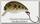 Воблер Tsuribito Baby Crank 25F-SR/524