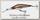 Воблер Yo-Zuri Duel Hardcore shad 50SP R1178 HGSM